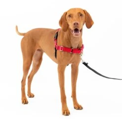 Easy Walk® Harness, No Pull Dog Harness -PetSafe® ysxvtrkmtnumog3548vt 780de422 10db 4361 92ff 9add81ea0388