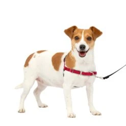Easy Walk® Harness, No Pull Dog Harness -PetSafe® yu5ujaiynk6vt6teo8jq dca30cf1 a587 41a9 9faa 80ffbb3b45aa