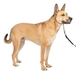 Gentle Leader® Headcollar, No-Pull Dog Collar -PetSafe® z2penyliilpzxikbwsmk c87e1156 b61b 46d3 b4e3 2ef17ee3ef17