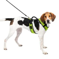 EasySport Harness 34 EasySport Harness -PetSafe® zcu7e2nor8rlifjnikvc 7ee1fe8f 5d94 4e53 a01c 79b9231992d9